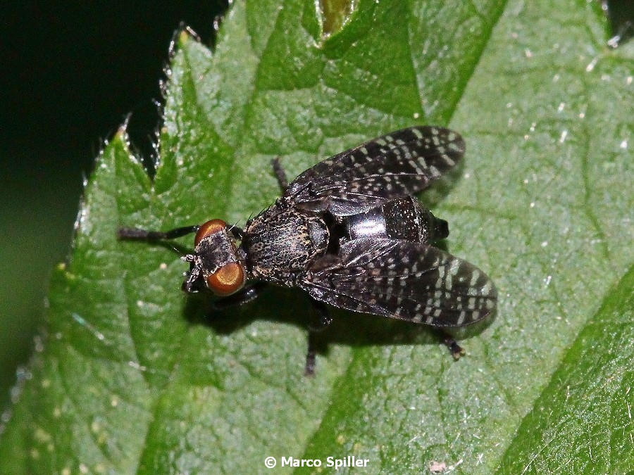 Platystoma seminationis